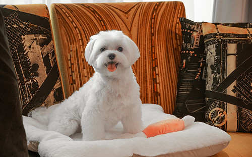 毛孩商機「汪汪汪」！全國飯店一房可容三大型犬 李方艾美可進酒吧