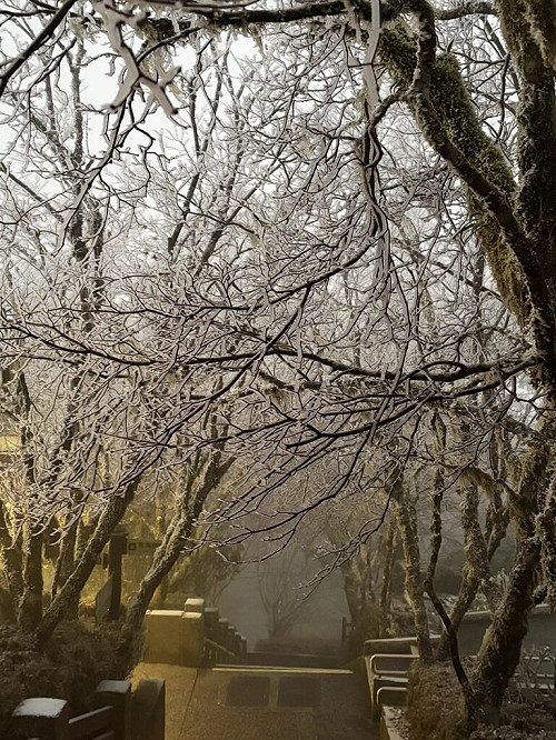 冷氣團發威  宜蘭太平山樹枝結滿霧淞現銀白美景
