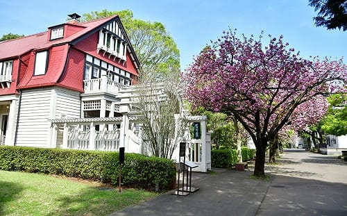 赴日賞櫻不撲空！林氏璧揭4追櫻秘笈：天氣、花況全掌握