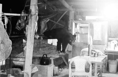 黑熊連3天光臨阿里山工寮  紅外線監測相機全都錄