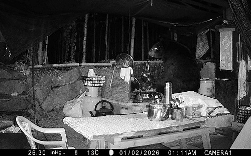 (影)台灣黑熊連3天闖阿里山工寮覓食！林業署急啟動2應變措施