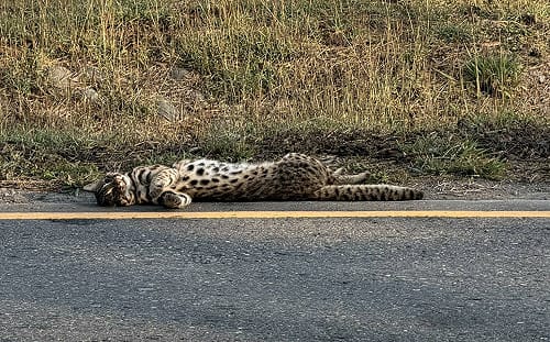 石虎彰化遭路殺！臥躺美港公路邊   遺體送特生中心解剖釐因