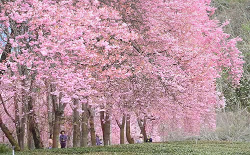 懶人包》武陵農場櫻花季2/13開跑！交通管制措施一次看