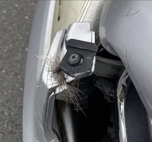 彰化台74甲線水鹿撞車「肇逃」　駕駛無傷車頭凹陷