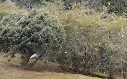 (影)阿里山下雪囉！強烈冷氣團發威直逼零度  上午飄雪20分鐘