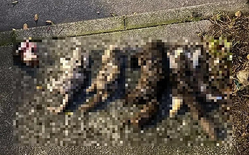 新北運將虐殺7貓 二審輕判7個月定讞！律師質疑：法官未考慮動保法立意