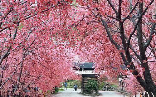 司馬庫斯櫻花季2/9開跑！通行證1/19開放網路申請