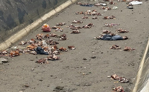 苗栗後龍鎮大排出海口驚見上百病死雞！擴大追查 最高開罰100萬