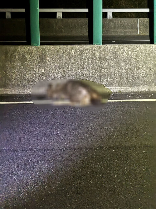 國3台南白河段小客車暗夜撞水鹿　鹿死車損無人傷