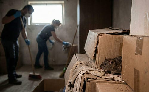 台北大安區驚傳漢他病毒死亡案例！專家示警：大掃除看到「這個」千萬別直接掃