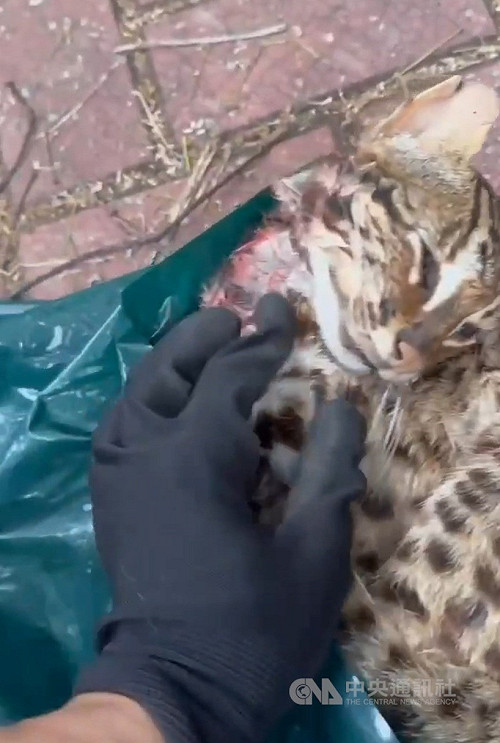 越籍男獵殺流浪貓與石虎　台中地院一審判8年2月