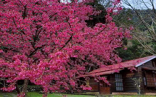 賞櫻花、走步道、品咖啡 惠蓀林場春節走春好去處