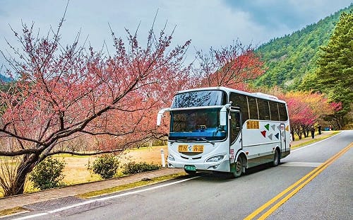 武陵櫻花季浪漫登場！搭賞櫻專車 、購票用台中Go最方便 
