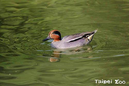想見候鳥免跋涉 在動物園就可輕鬆看！