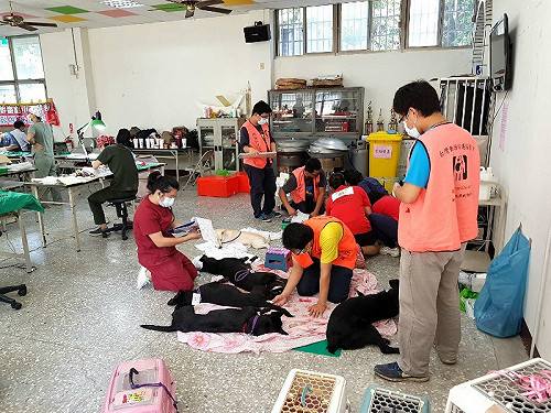 落實源頭管理  中市10、11月犬貓絕育開放報名