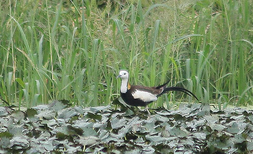 吃有機菱角還可護水雉 友善社企呼籲踴躍認購
