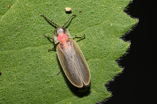 近距離欣賞冬夜小火花  台灣秋冬賞螢「五不原則」