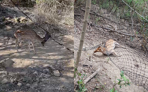 墾丁驚現「梅花鹿墳場」！500公尺20具屍   墾管處緊急回應