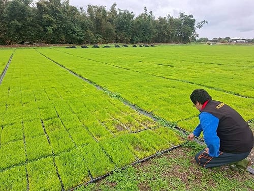 花蓮吉安鄉水稻秧苗低溫現金救助    受理至3/2止