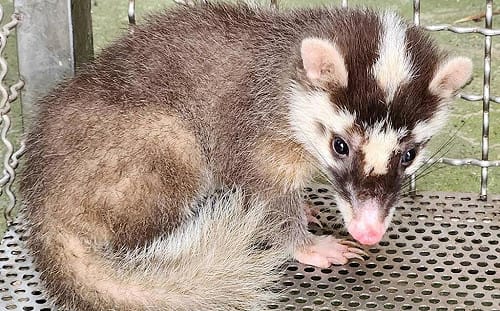 看到「鼬獾」可愛想摸一下？疾管署示警「狂犬病」恐上身：發病後無藥可醫