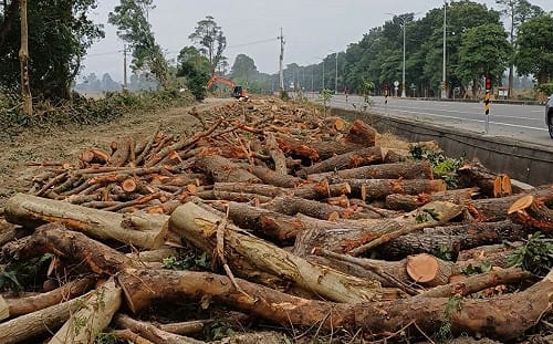 台糖砍伐綠蔭林帶引公憤  旗山居民不捨老樹遭粗暴夷平 