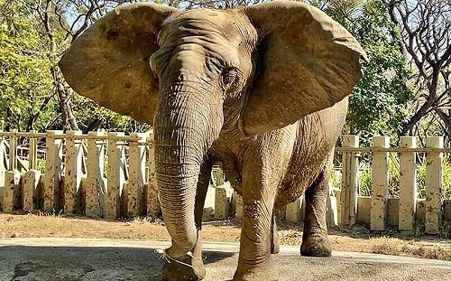 陪伴高雄人半世紀！壽山動物園非洲象「阿里」離世 