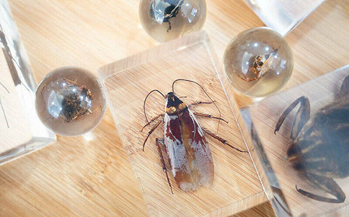 不是整人！動物園春節刮刮樂送「蟑螂標本」 園方揭「真實價值」全網驚呆