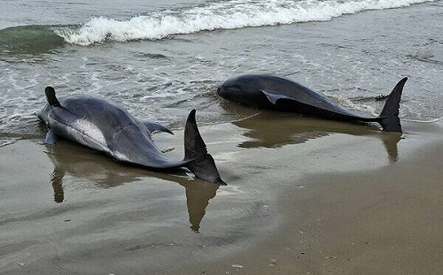 屏東海口沙灘11隻小虎鯨擱淺！4隻死亡7隻急救中