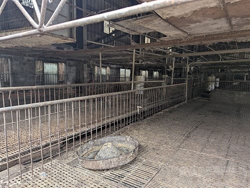 台中畜牧場爆非洲豬瘟　業者父子遭起訴