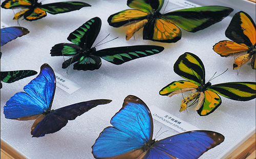 珍稀標本在家任意翻轉！科博館3DGS新技術 「零距離」探索自然科學