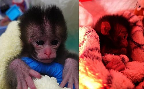 (影)台版 Punch 小猴子！高雄民眾撿到落單獼猴送動物園 可愛畫面曝
