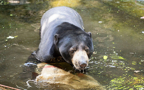北市動物園馬來熊姊弟「赴日交流」！域外保種為保育動物注新血