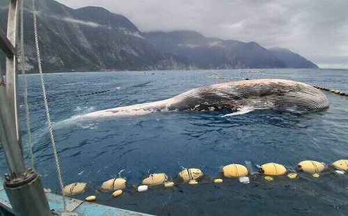 花蓮崇德驚見巨鯨死亡！海保署啟動解剖