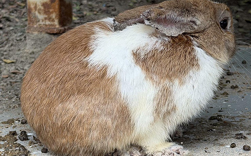 餐廳非法展演釀「兔兔慘死」遭移送！動保處：最高可罰200萬元