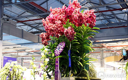 台灣國際蘭展看大獎花  萬代蘭奪全場總冠軍現花卉鮮活奪目之美