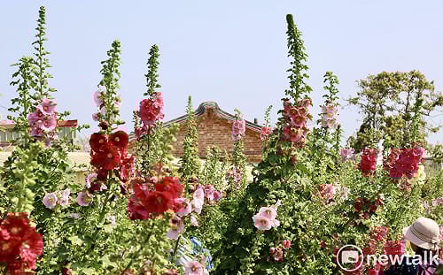 2.6公頃五彩花毯繽紛綻放  黃偉哲邀漫步學甲蜀葵花海