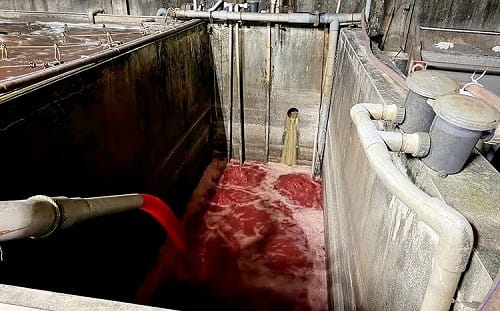 血流成河！新北「福伯食品」私接暗管偷排血水污染水溝遭勒令停工