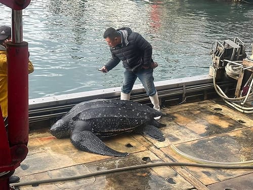 148公分罕見革龜困宜蘭漁場　嘴傷掛網跨單位救援