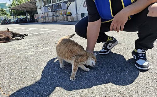 失明浪貓重拾活力 「 花奶奶」盼覓溫暖新家