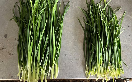 韭菜大把割！農改場成功利用「有益微生物」產量大增近兩成