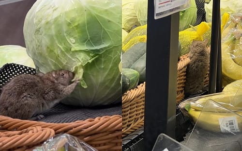 (影) 全聯驚見老鼠啃高麗菜 業者：已暫停營業全面清潔 