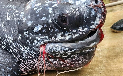 綠色和平未參與救援革龜卻盜圖募款 網轟澄清文沒一句道歉 收割成果吃相難看