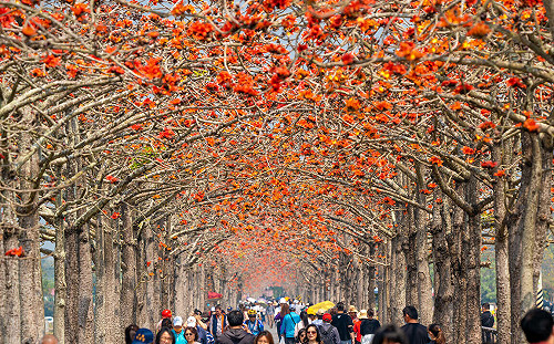 1公里火紅花道正好拍！白河木棉花盛開中  台南賞花攻略一次看