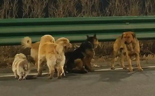 心碎畫面曝！7犬寒風中逃亡　咬破鐵籠跳車「互助保命」17公里返家