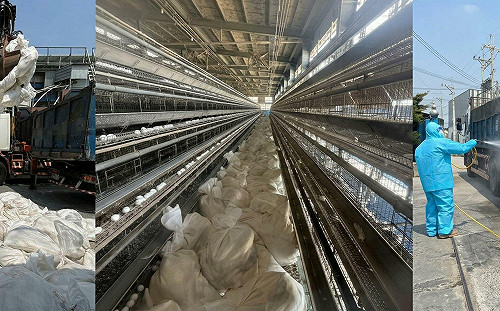 溫差大家禽也遭殃！彰化蛋雞場爆今年首起禽流感　逾6萬母雞慘遭撲殺