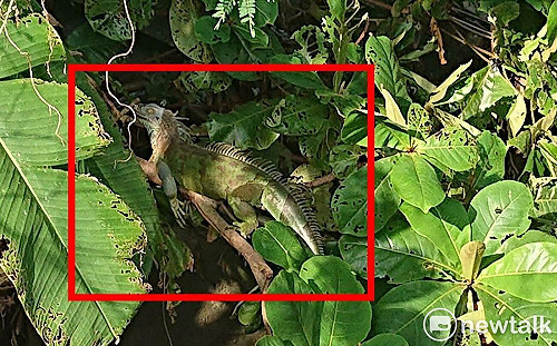 綠鬣蜥侵門踏戶暴增2.5倍  陳亭妃促中央成立應變小組鎖定熱點區域精準移除