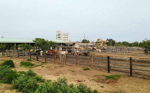 國產鮮牛肉「碳足跡」調查出爐！畜試所：每公斤29.74 公斤二氧化碳當量