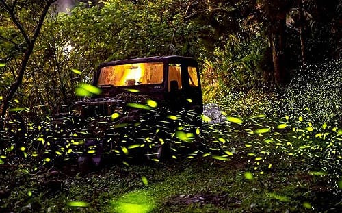 專家帶路追螢火！宜蘭賞螢季 4/1登場 