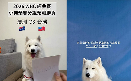 WBC神預言爆紅！「神犬萊芙」4/4新莊開球 治癒萌力啦啦隊女神也淪陷