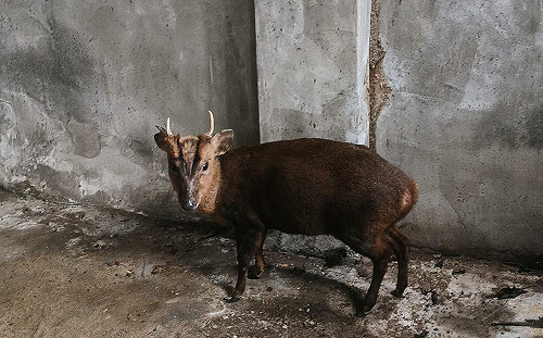 神明連賜三聖杯進廟庇護！落難山羌3月初野放  順利重返山林